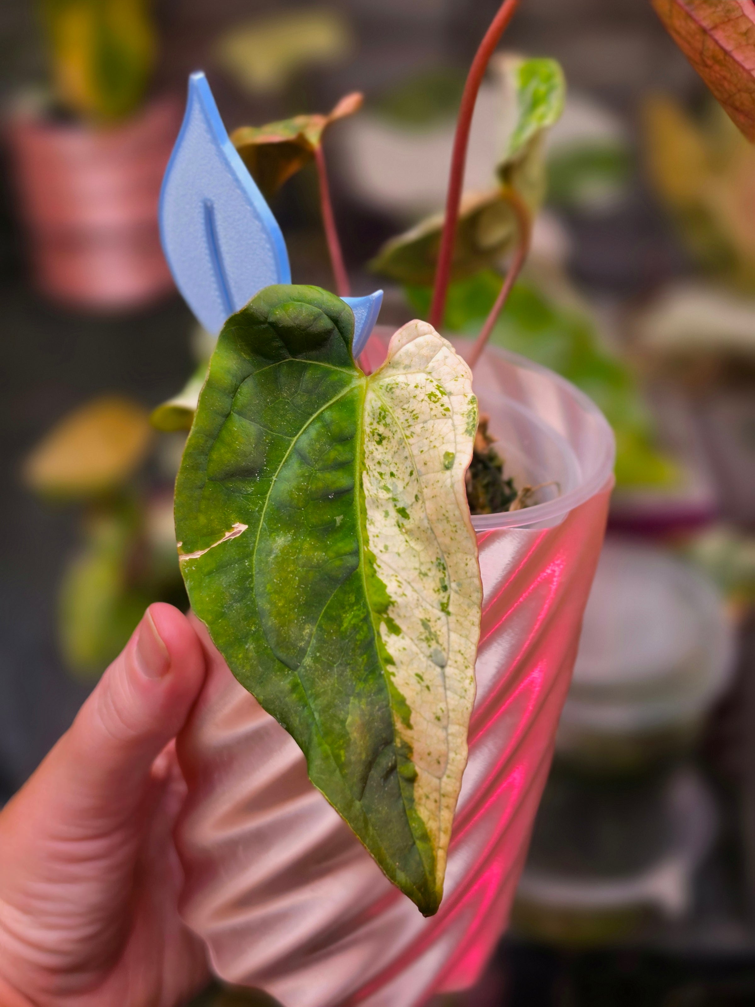 Anthurium 'Papi Peach' × DPN - Halfmoon Variegated