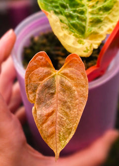 Anthurium (papillilaminum × crystallinum) × (debilis × RVDP)
