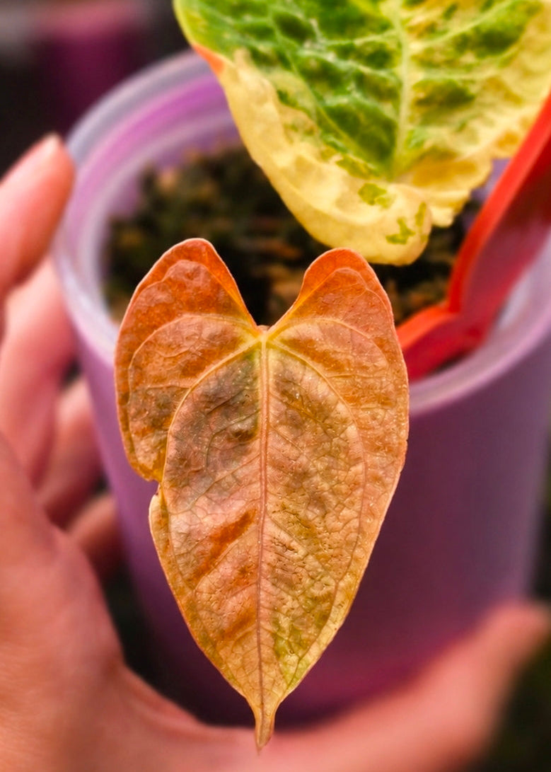 Anthurium (papillilaminum × crystallinum) × (debilis × RVDP)