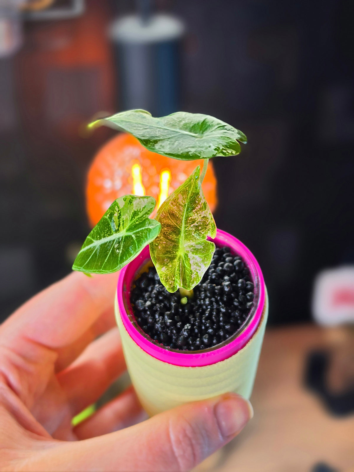 Alocasia longiloba 'Black Satun' Pink