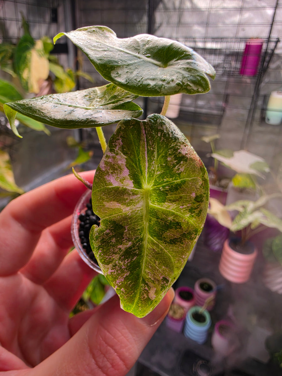Alocasia longiloba 'Black Satun Pink' TC Pre-Order | High Grade Variegated Collector Alocasia