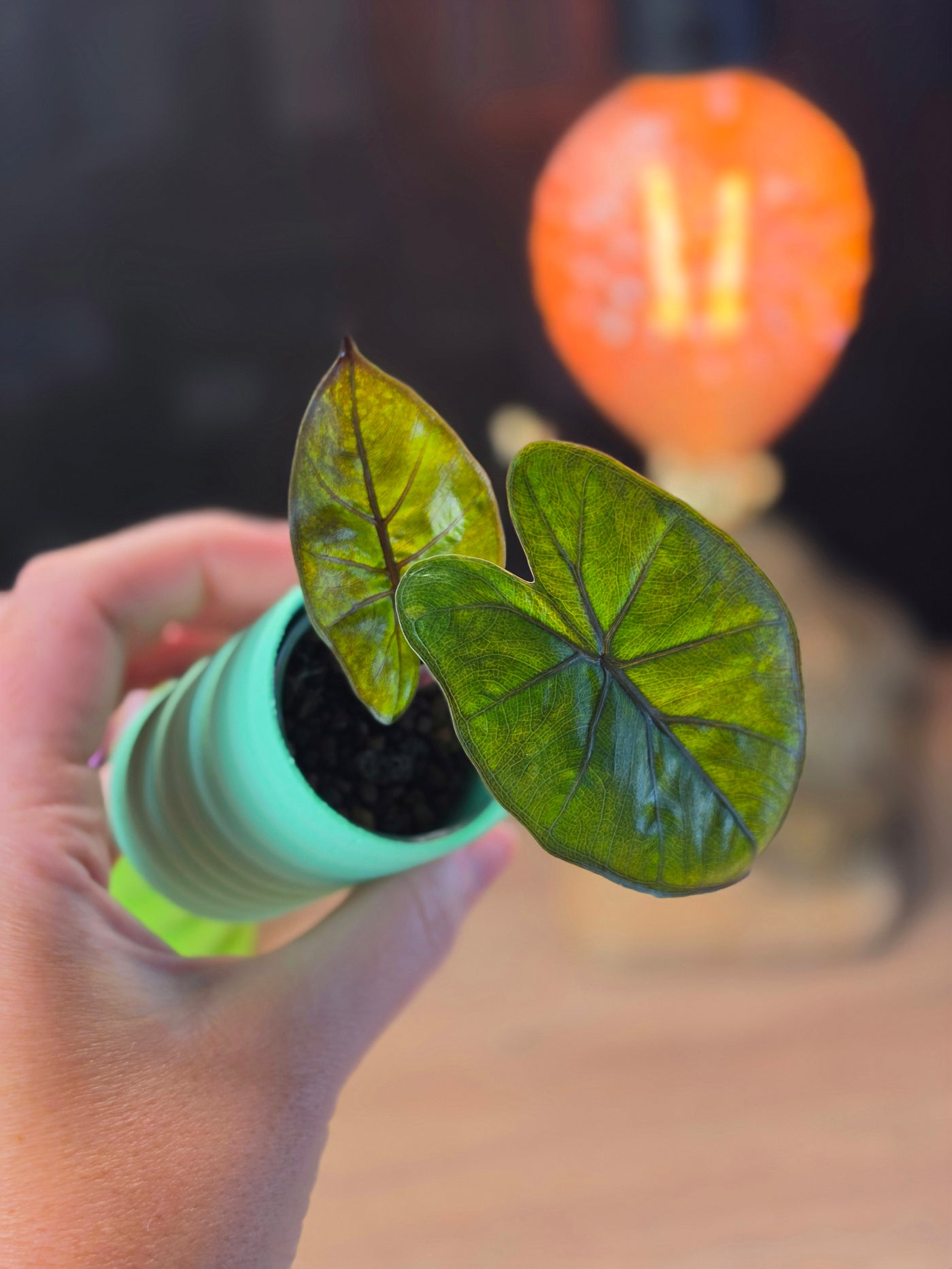 Alocasia 'Yucatan Princess' Gold