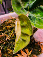 Anthurium 'Darkest Panama' (Goliath) | Variegated