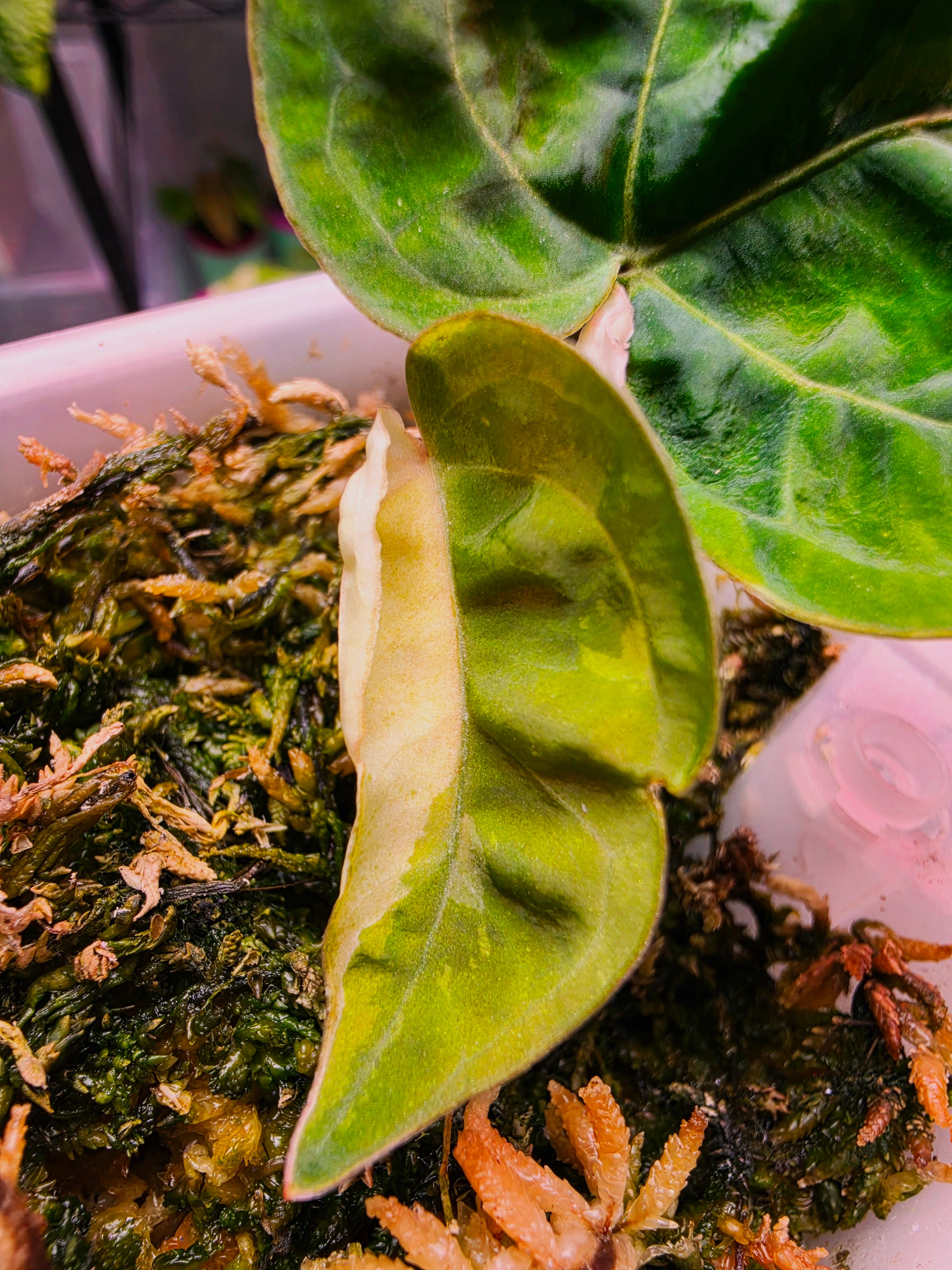 Anthurium 'Darkest Panama' (Goliath) | Variegated