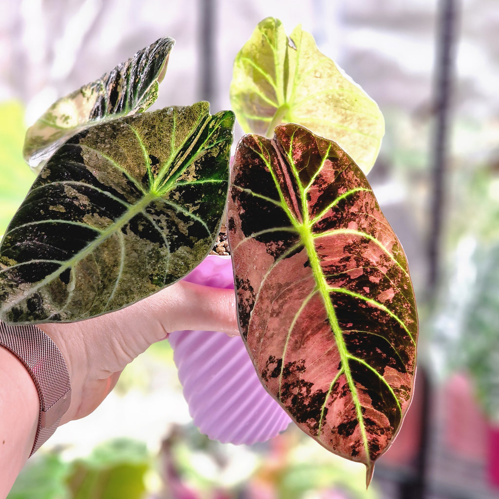 Alocasia Ninja Albo / Pink corm