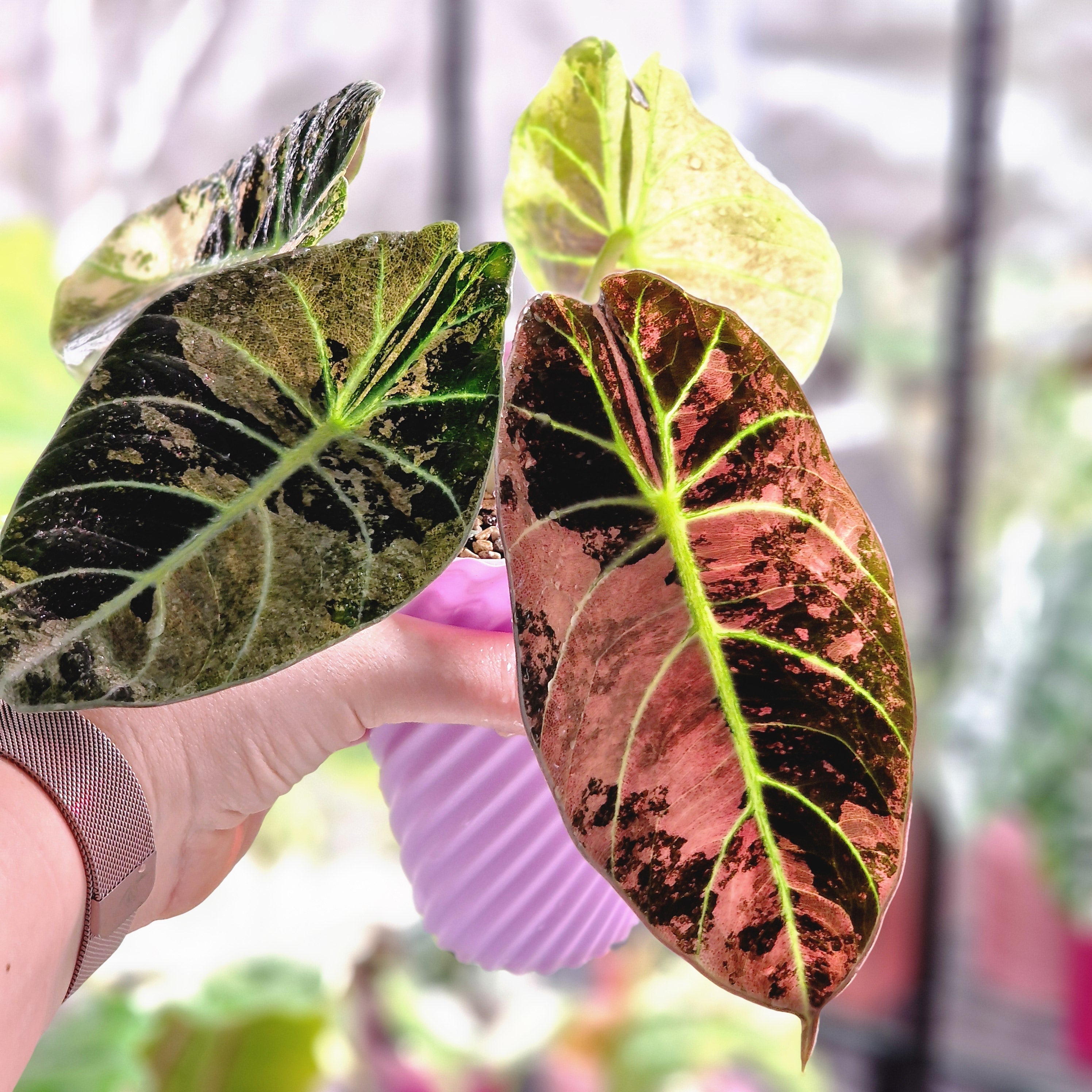 Alocasia Ninja Albo / Pink corm