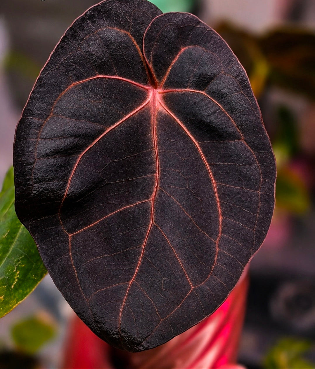 Anthurium Megatron × Red Vein Dark Phoenix