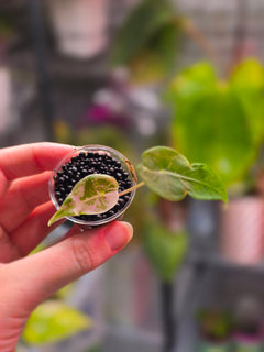 Alocasia longiloba 'Black Satun' Pink