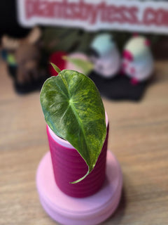 Alocasia Calidora × Pink Dragon × Longiloba | Pink Variegated Hybrid Collector Plant #4