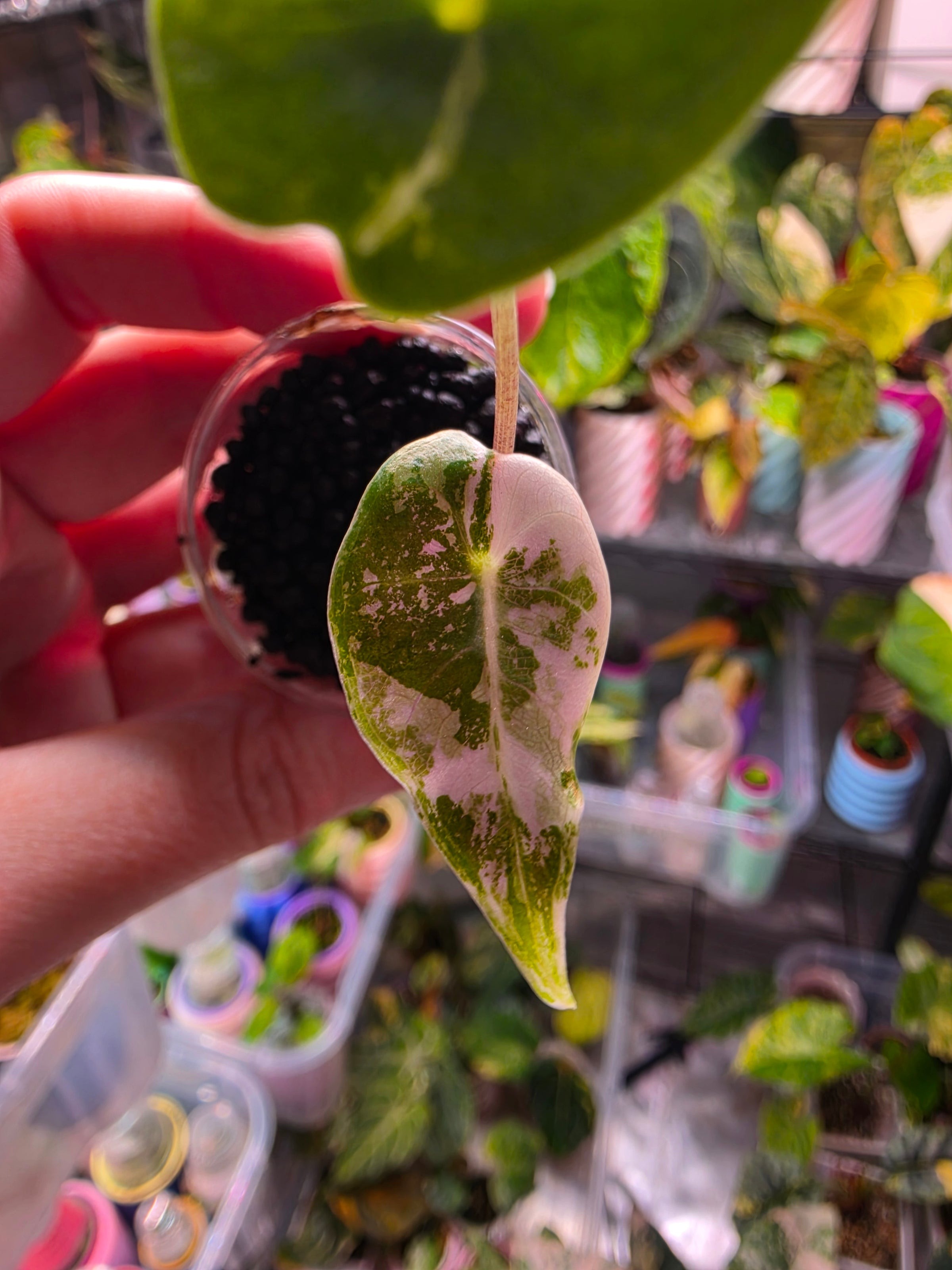 Alocasia longiloba 'Black Satun' Pink