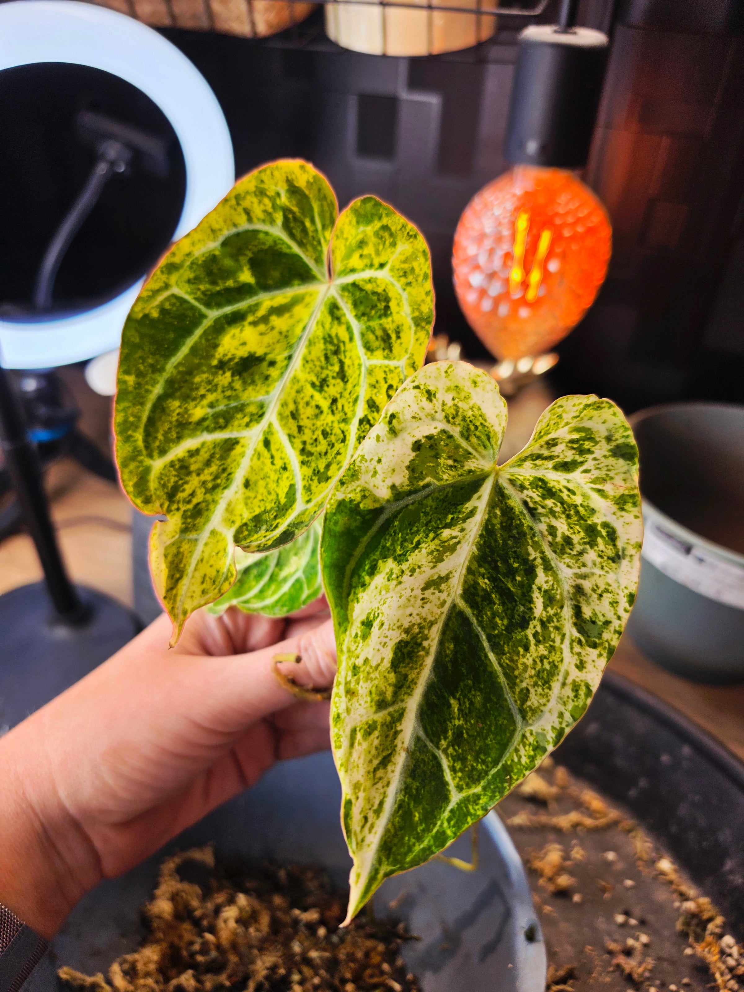 Anthurium Crystallinum Marble cutting variegated velvet top cut at Plant.ess