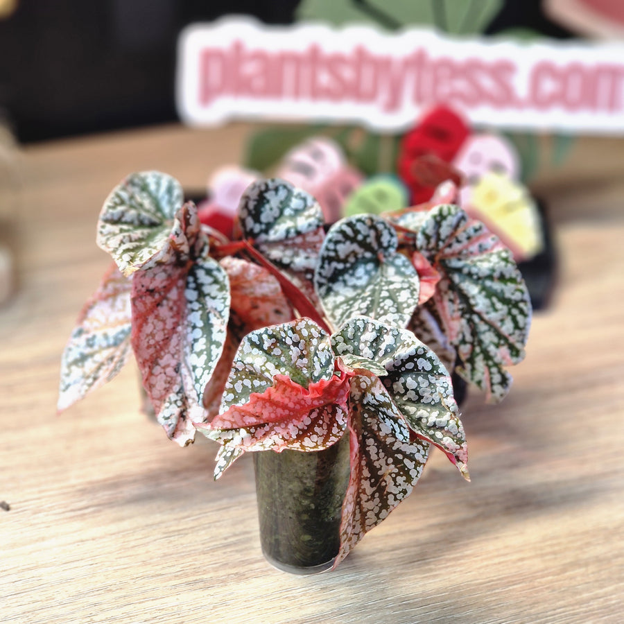 Begonia Snow Capped pink variegated collector plant at Plant.ess Sweden