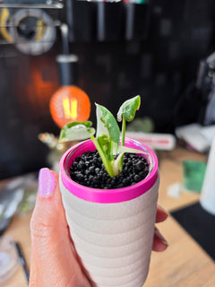 Alocasia Reginae Albo Variegated | Rare Collector Alocasia Plant #1