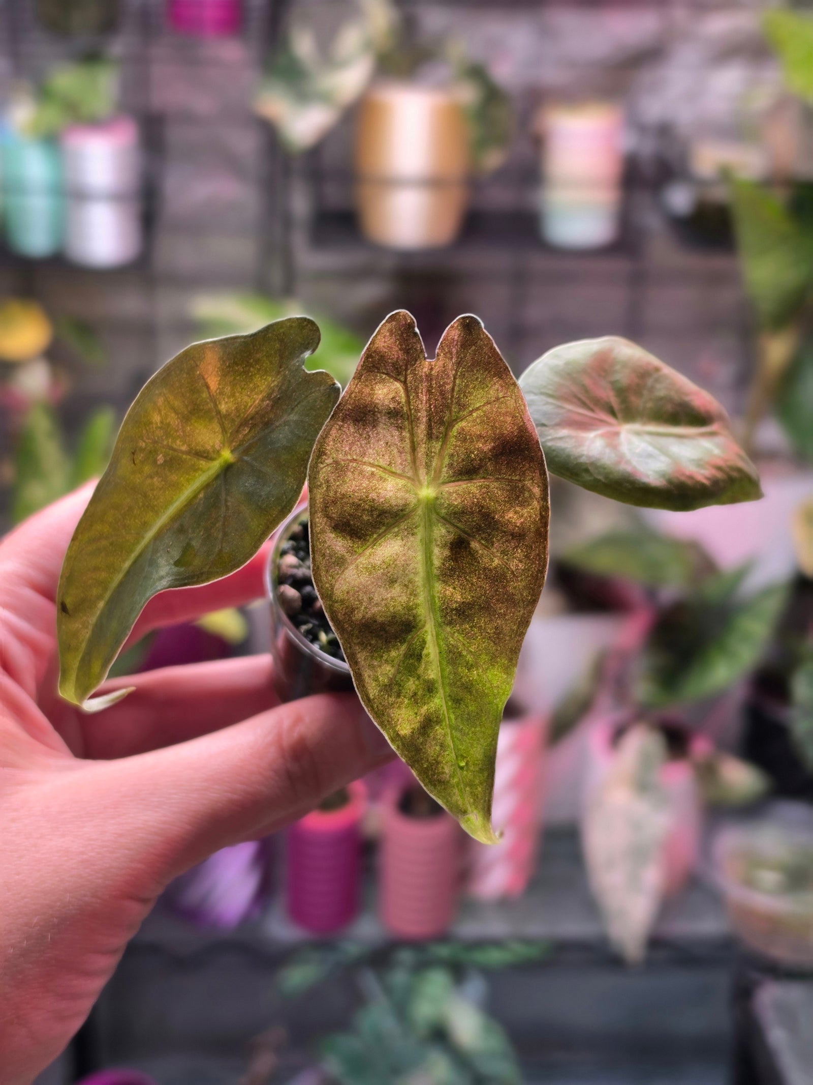 Alocasia Calidora × Pink Dragon × Longiloba | Pink Variegated Hybrid Collector Plant #1