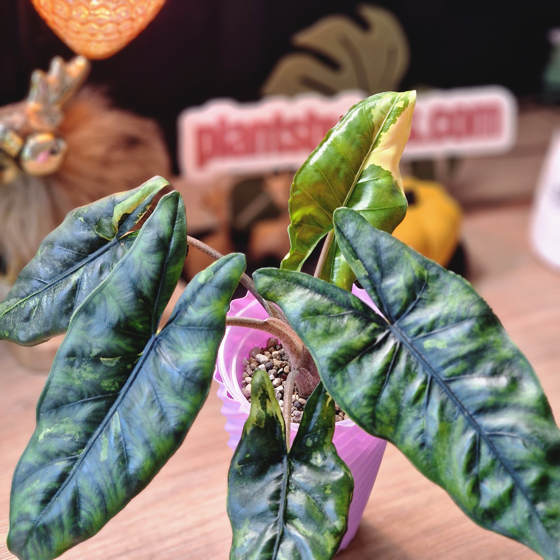Alocasia Corazon aurea baby