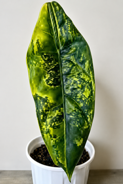 Alocasia Venusta Aurea | Rare Yellow Variegated Collector Alocasia