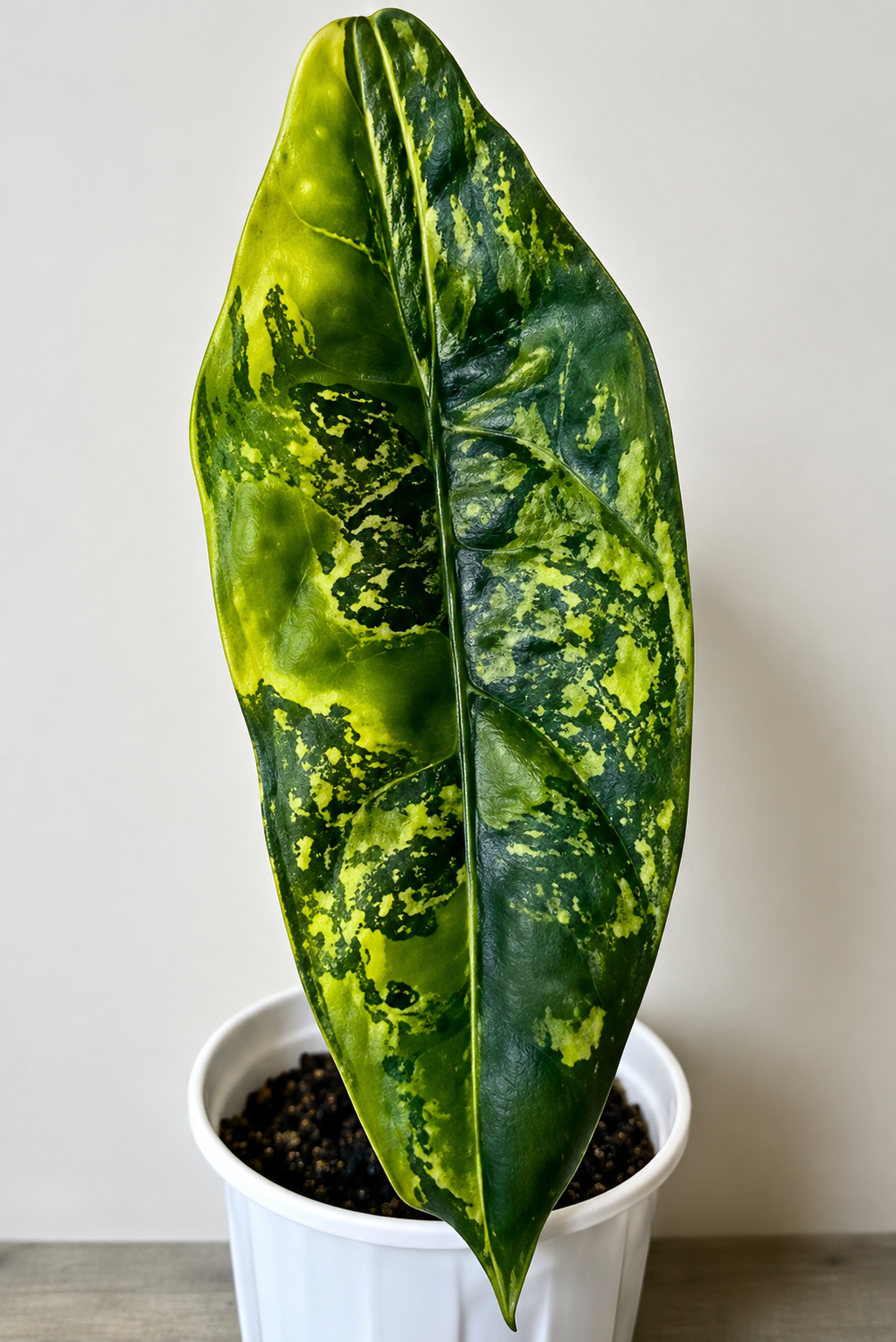 Alocasia Venusta Aurea | Rare Yellow Variegated Collector Alocasia