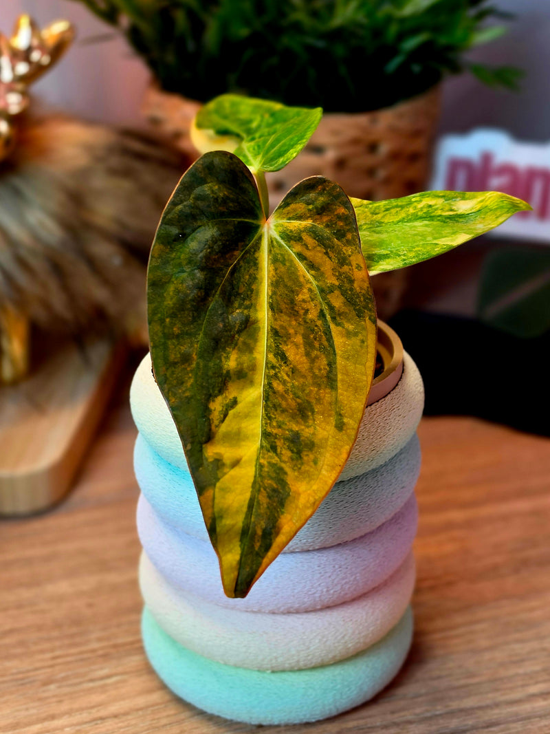 Anthurium Forgetii × (Carlablackiae × Ace of Spades) | High Variegated Clone of Solis