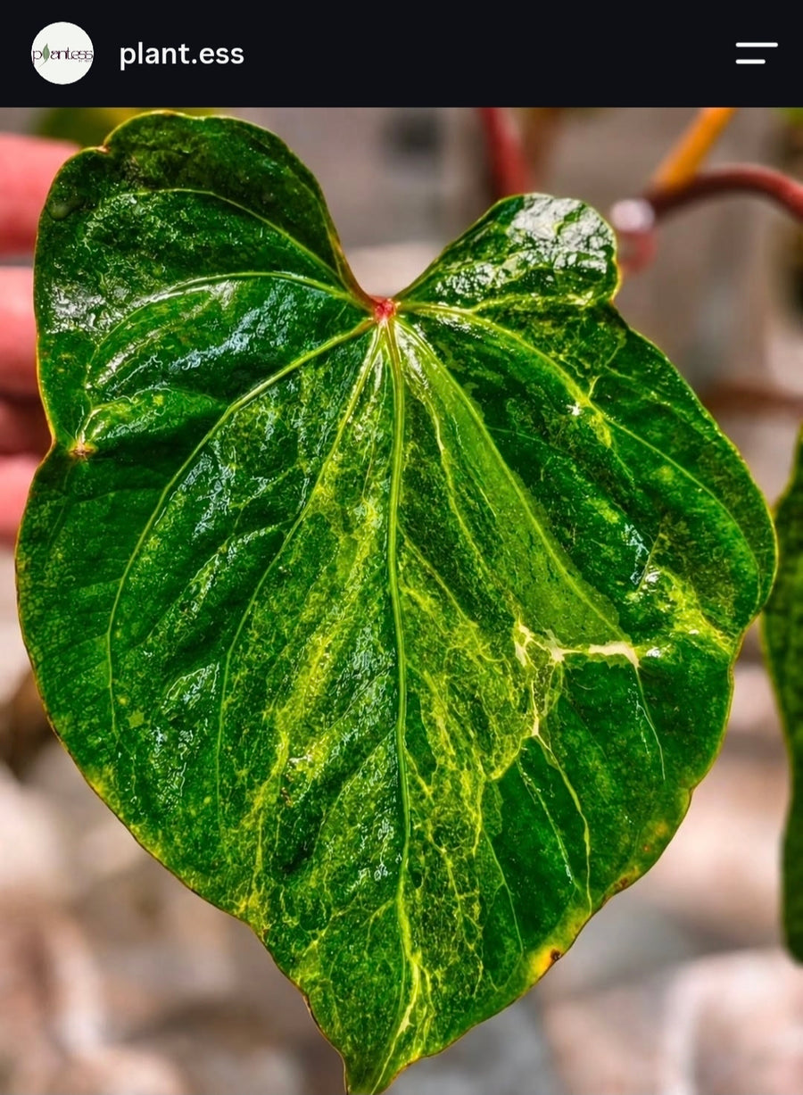 Anthurium Forgetii × RVDP Mutated | Baby, 5 Leaves