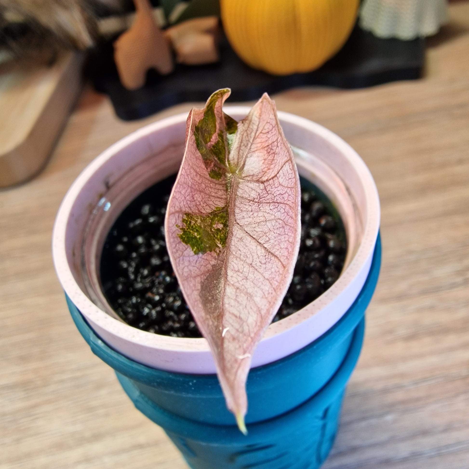 Alocasia Sanderiana pseudo pink