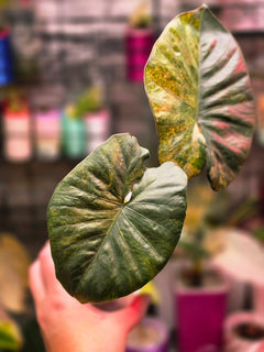 Alocasia Serendipity Gold Variegated | Rare Mature Collector Alocasia Plant