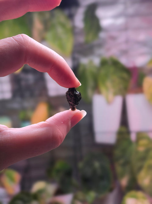 Alocasia Sinuata Aurea CORM | Collector Corm #1
