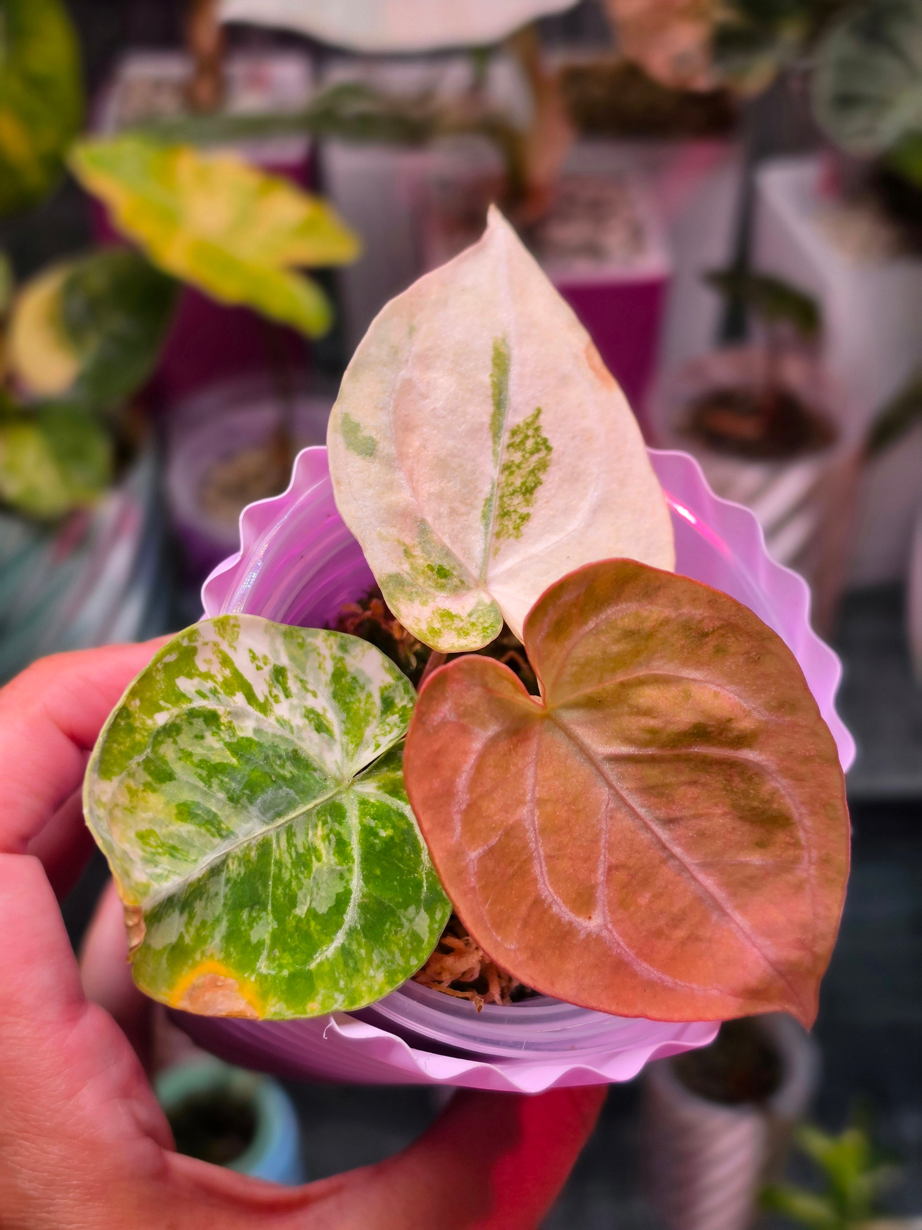 Anthurium Magnificum × Dressleri White | Velvet Collector Hybrid