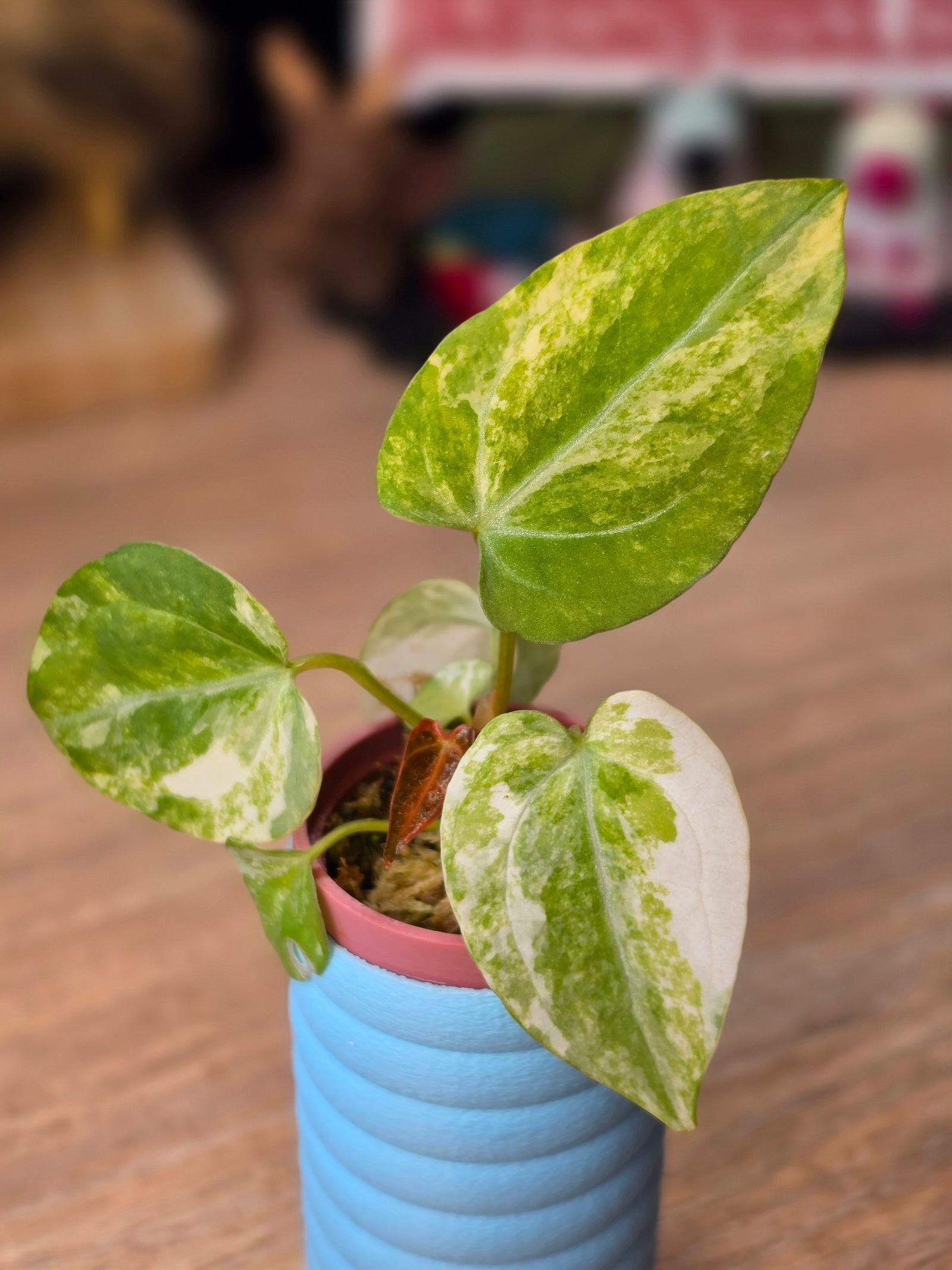 Anthurium Papillilaminum Variegated × Michelle #3 | Velvet Variegated Collector Hybrid