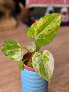 Anthurium Papillilaminum Variegated × Michelle #3 | Velvet Variegated Collector Hybrid