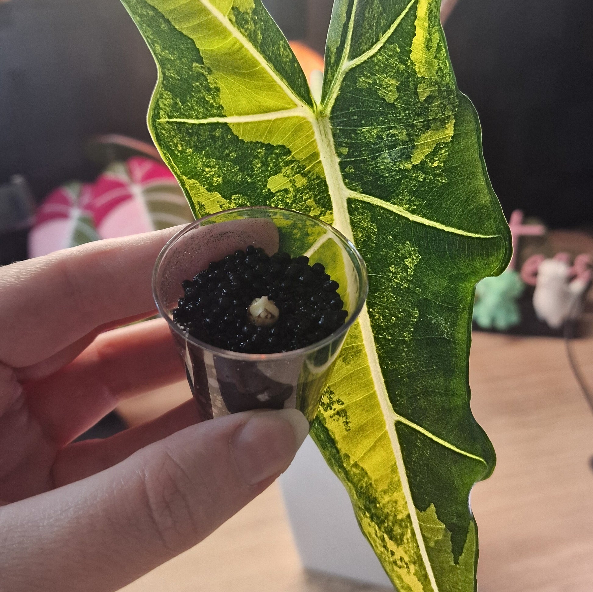 Alocasia Sarian aurea corm