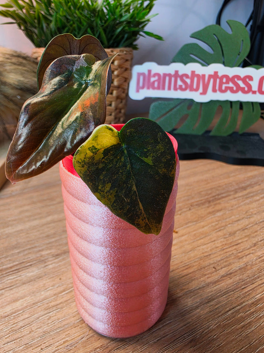 Alocasia Cuprea Gold | Variegated, 3 Leaves, Tissue Culture Grown