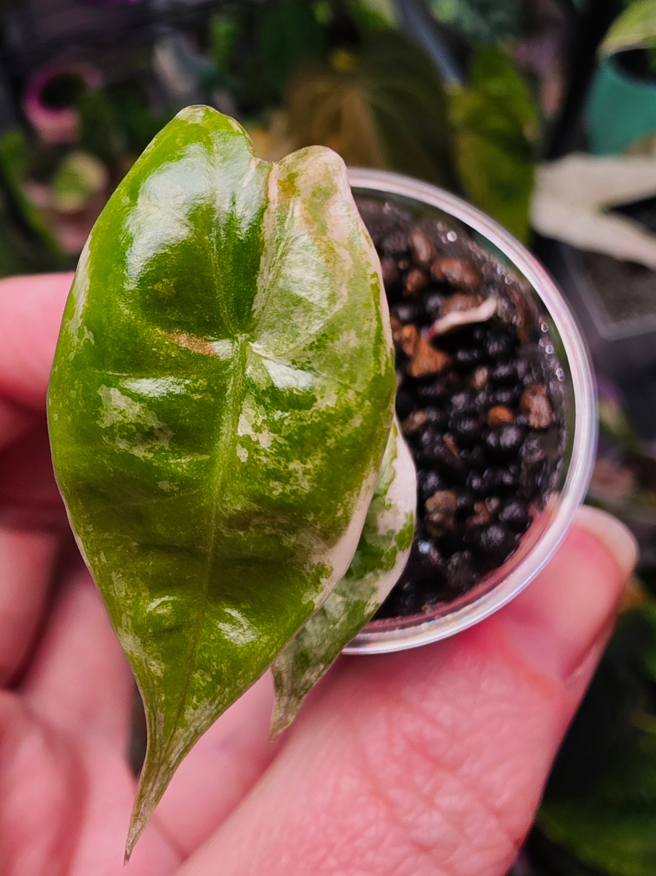 Alocasia Zebrina x Longiloba Albo | Rare Variegated Collector Alocasia