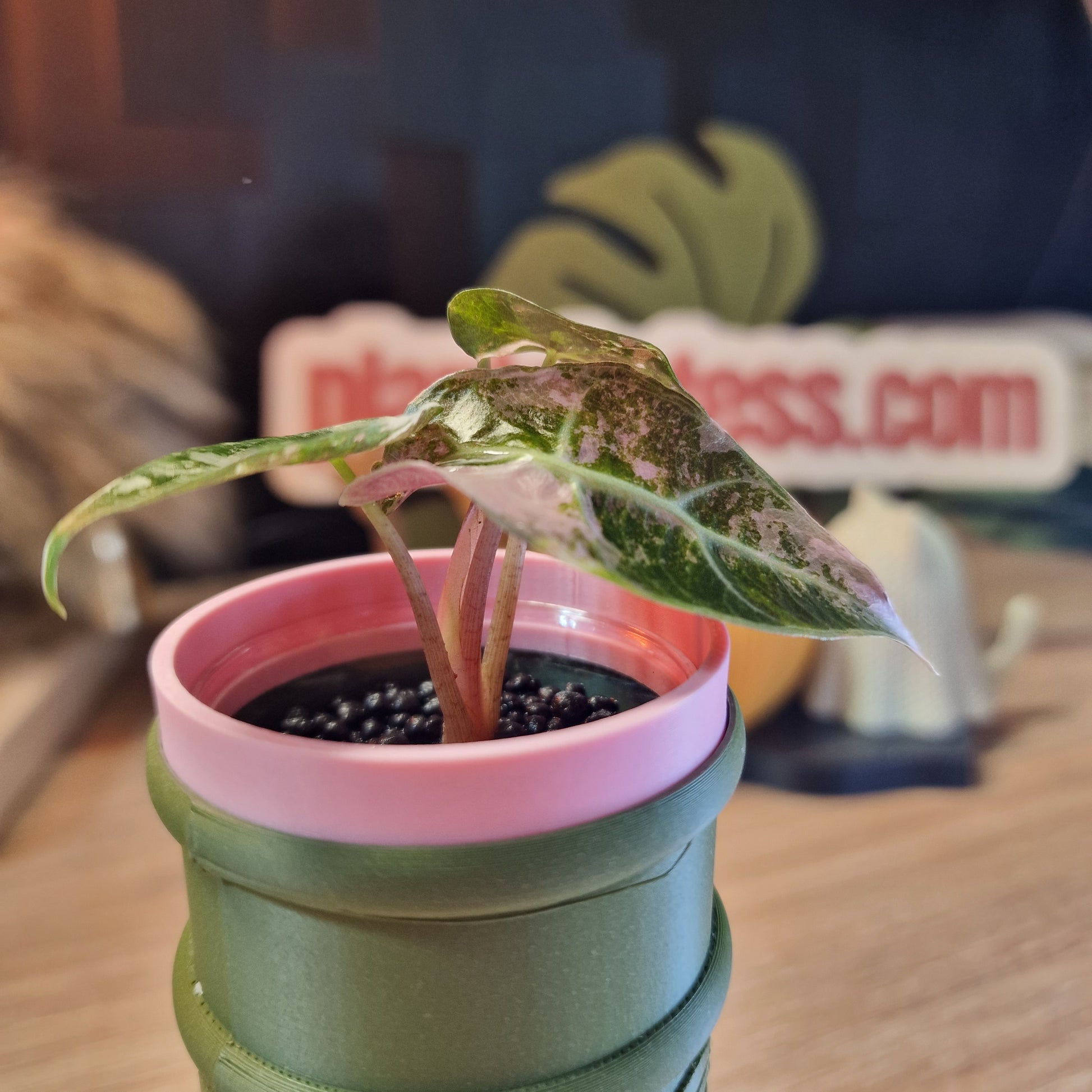 Alocasia Polly Pink snowflake ❄️