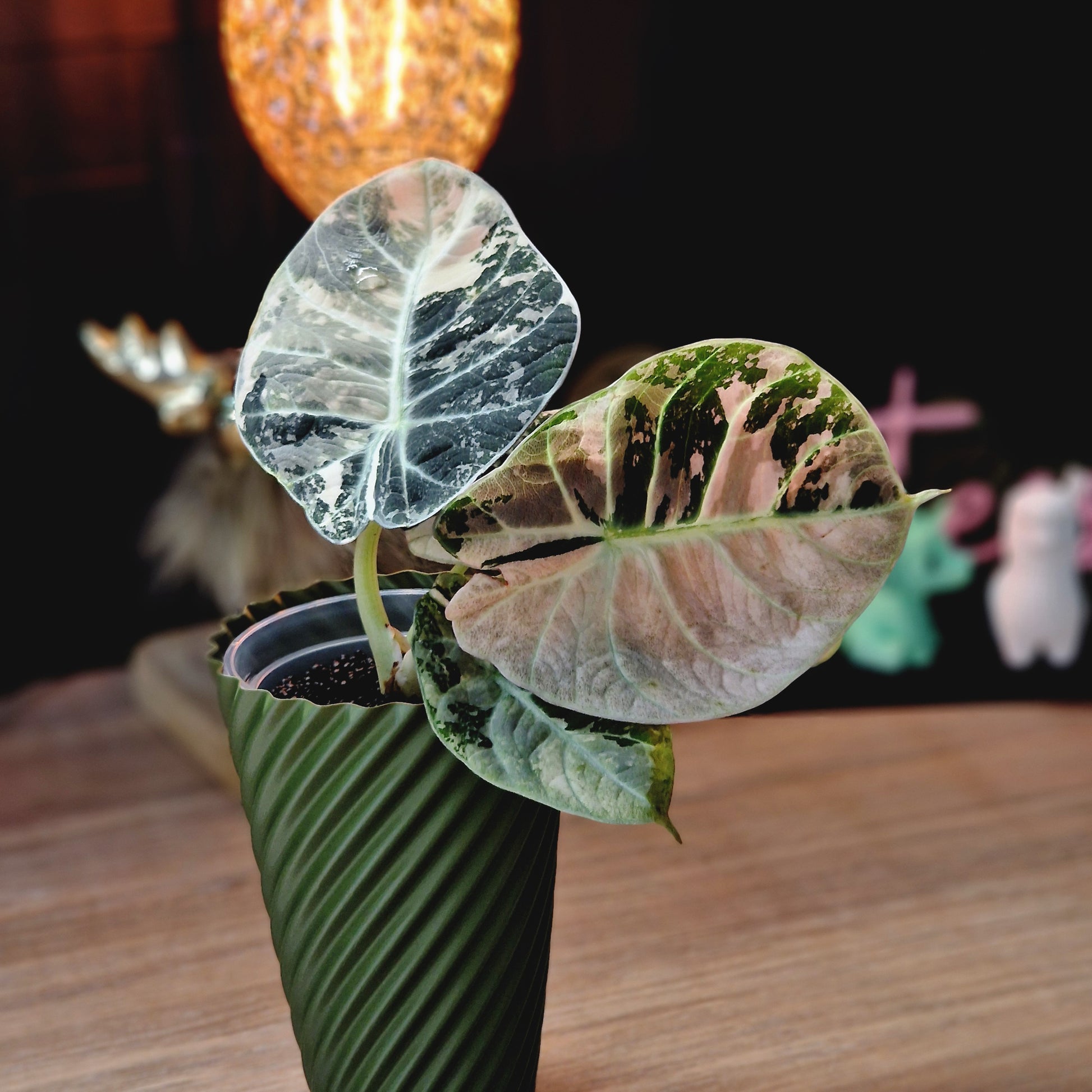 Alocasia Ninja Albo / Pink corm