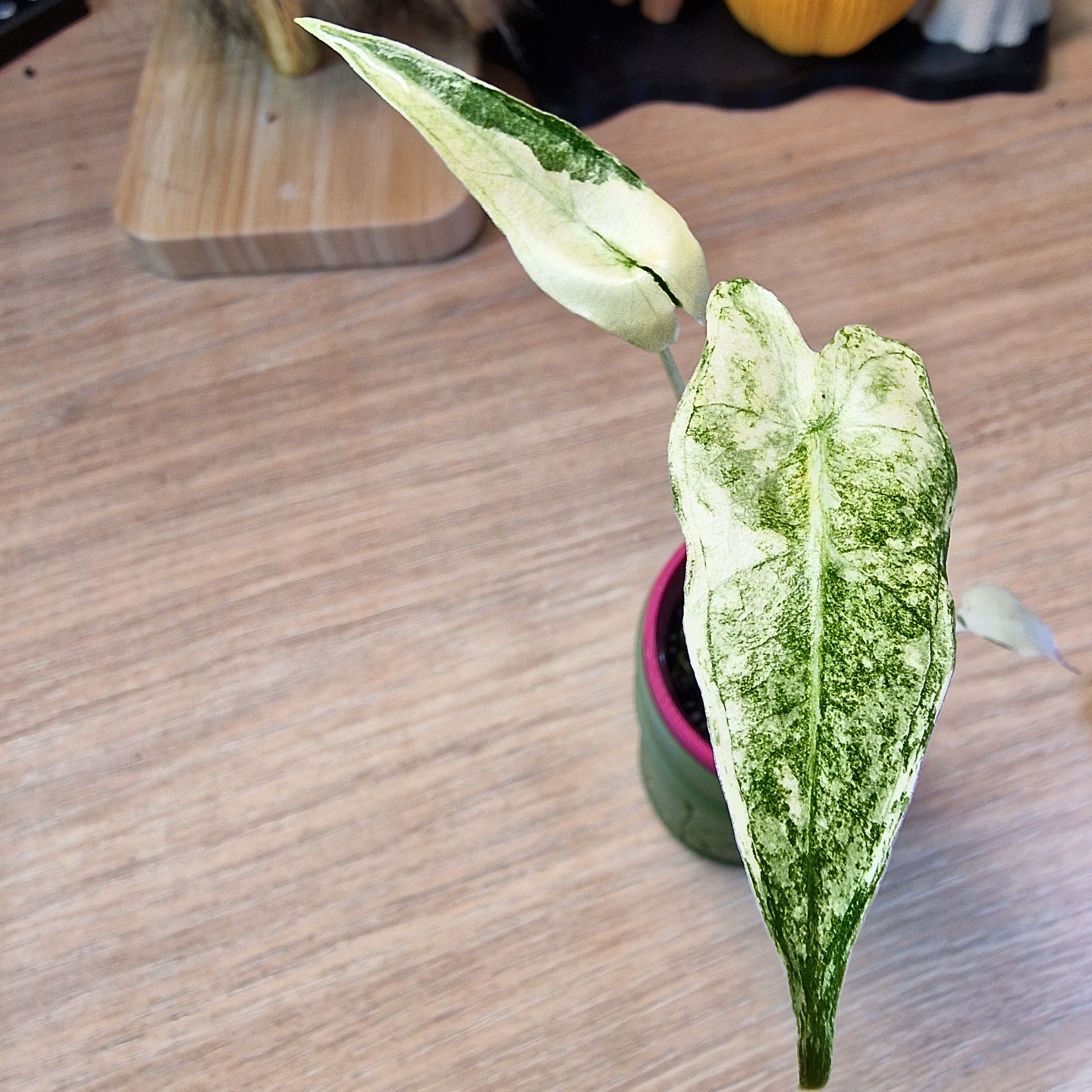 Alocasia Sarian albo
