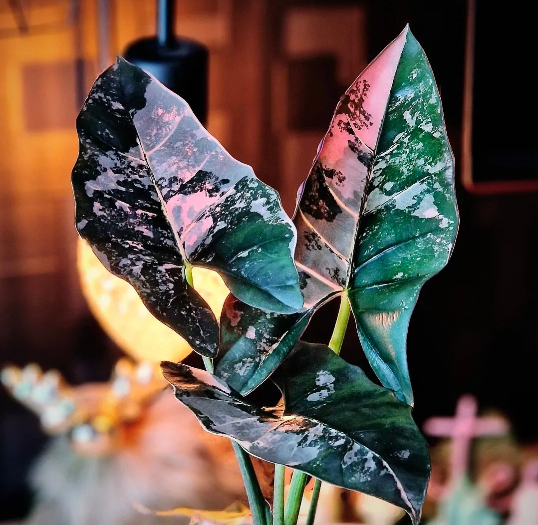 Alocasia Scabriuscula albo/pink corm