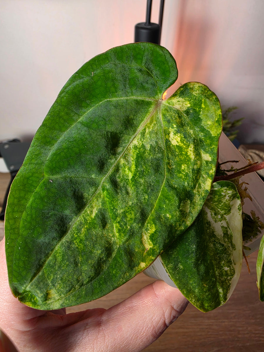 Anthurium (SKG Silver × Red Crystallinum) × (Pap Var × Carlablackiae) | Variegated Clone, 3 Leaves