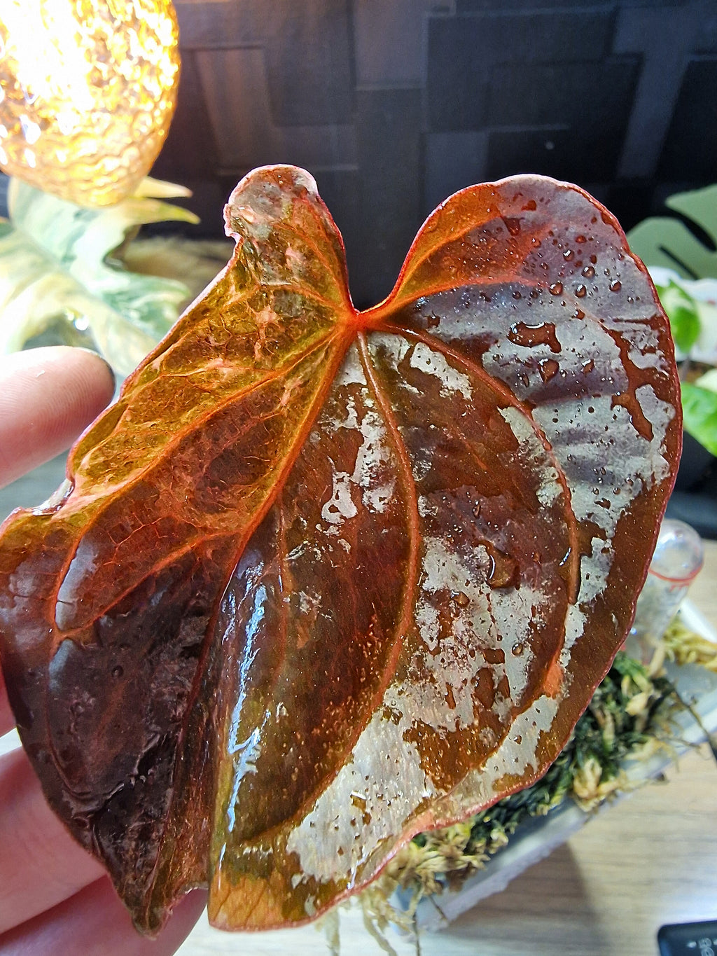 Anthurium Forgetti x RVDP Mutated