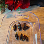 Alocasia Fornicata Mint corms