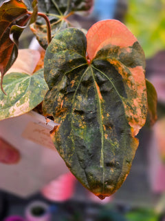 Anthurium Black Venom × RVDP (clone)