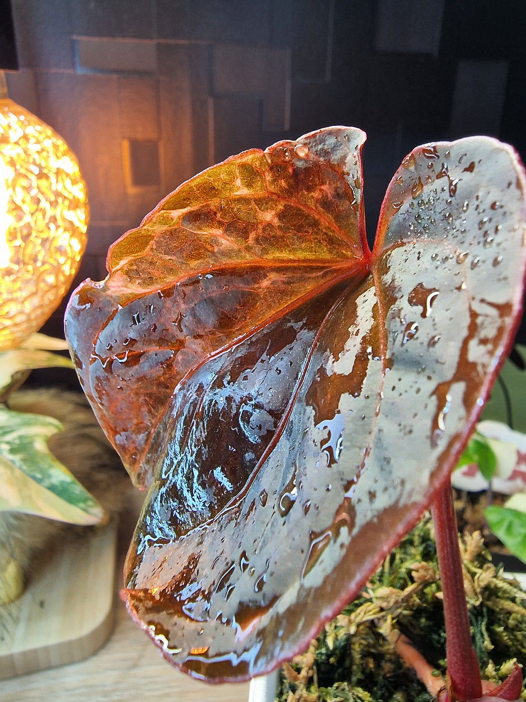 Anthurium Forgetti x RVDP Mutated