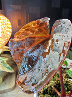 Anthurium Forgetti x RVDP Mutated