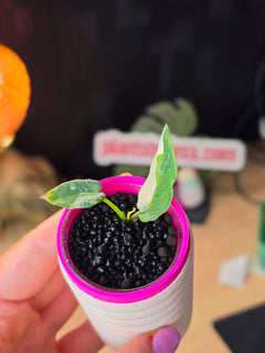 Alocasia Reginae Albo Variegated | Rare Collector Alocasia Plant