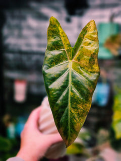 Alocasia Hybrid - Calidora × (Pink Dragon × Longiloba) (Variegated)