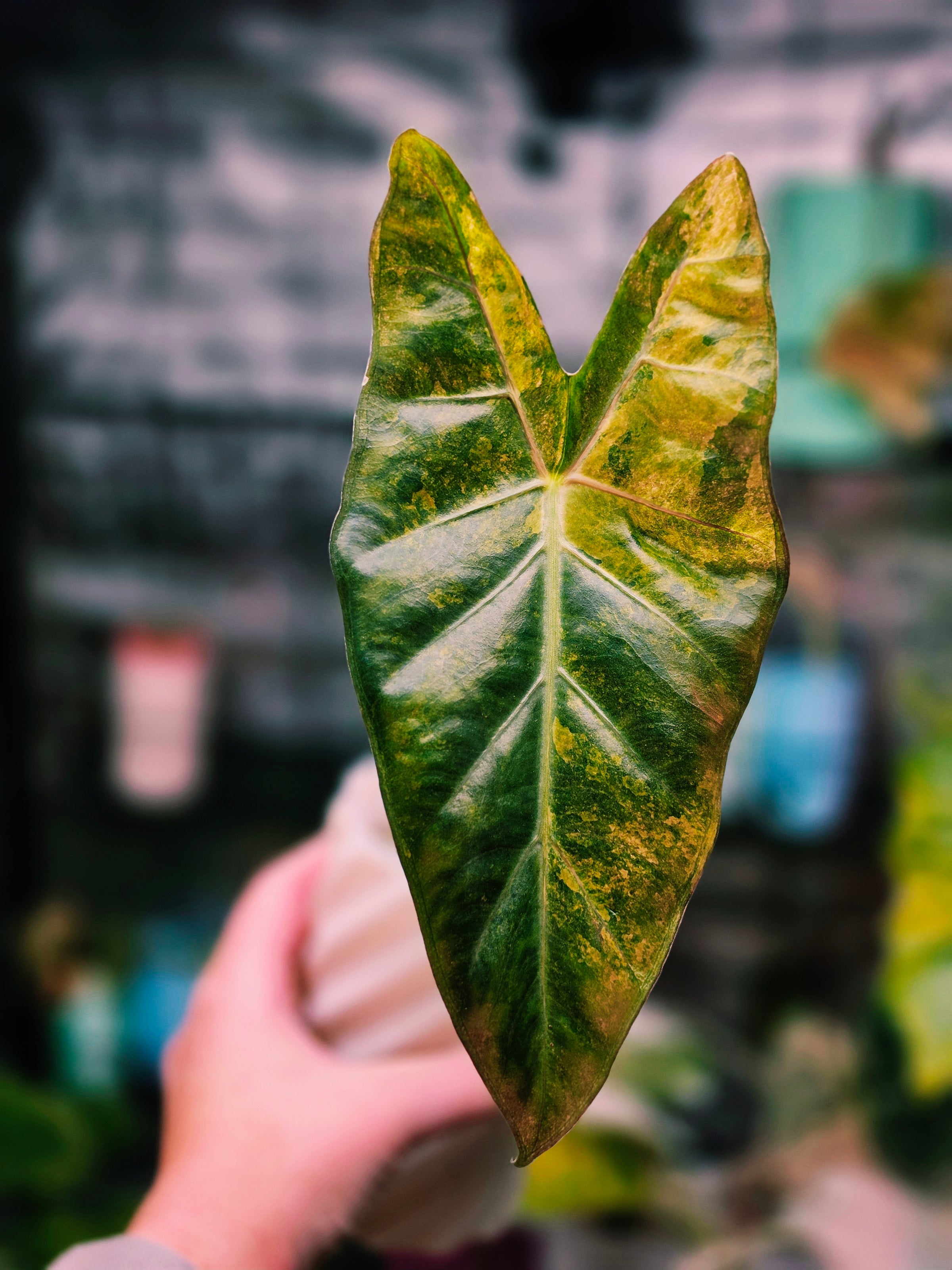 Alocasia Hybrid - Calidora × (Pink Dragon × Longiloba) (Variegated)