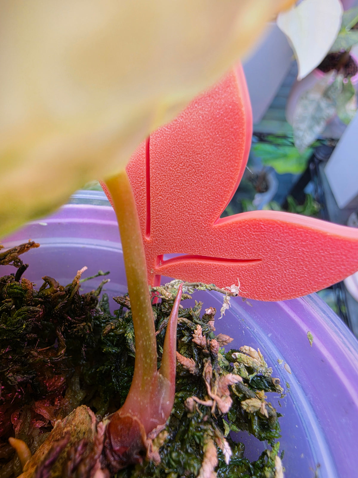 Anthurium (papillilaminum × crystallinum) × (debilis × RVDP)