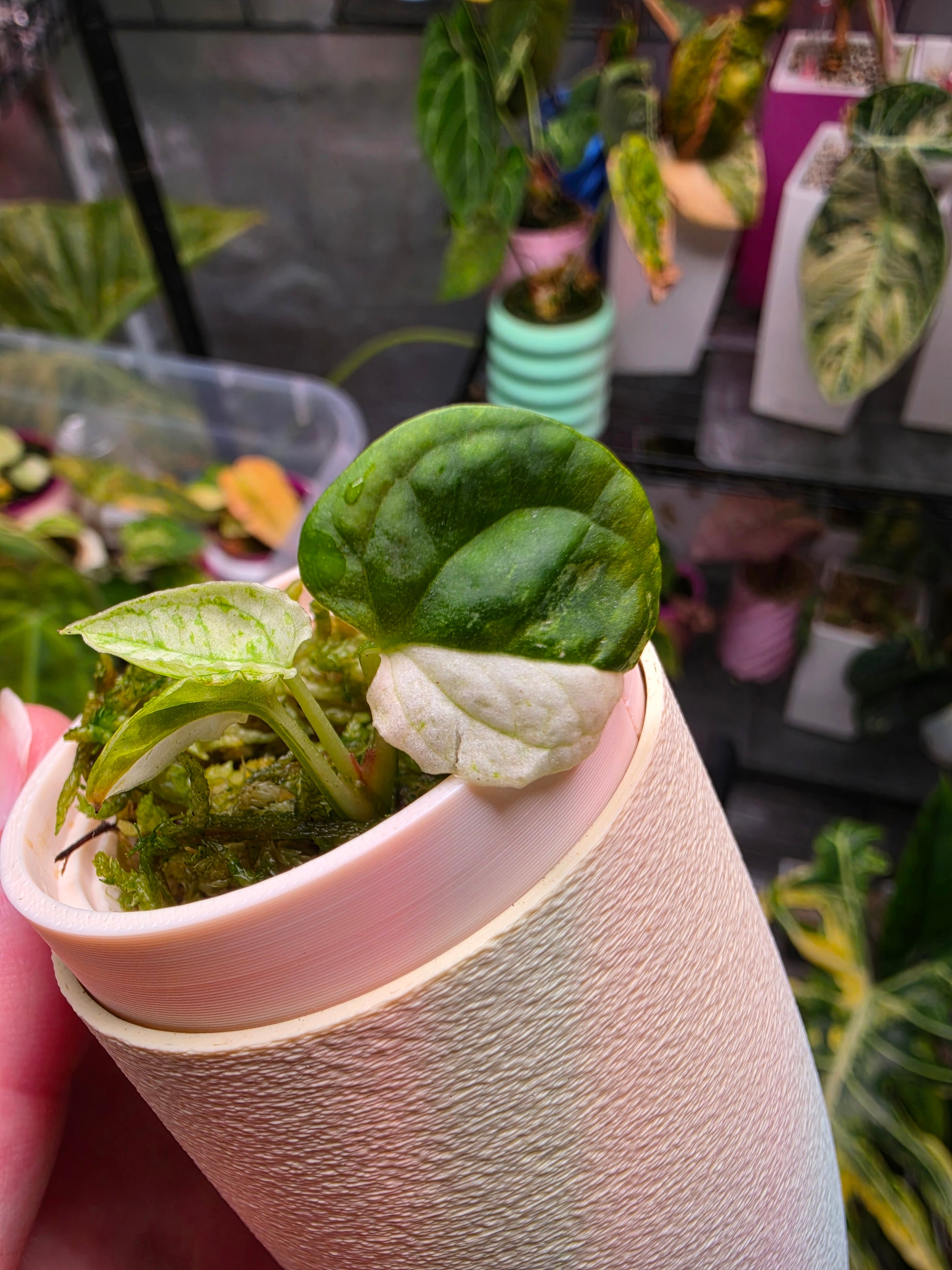 Anthurium 'Papi Peach' × DPN - Halfmoon Variegated