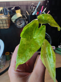 Alocasia Venusta Aurea | Rare Yellow Variegated Collector Alocasia