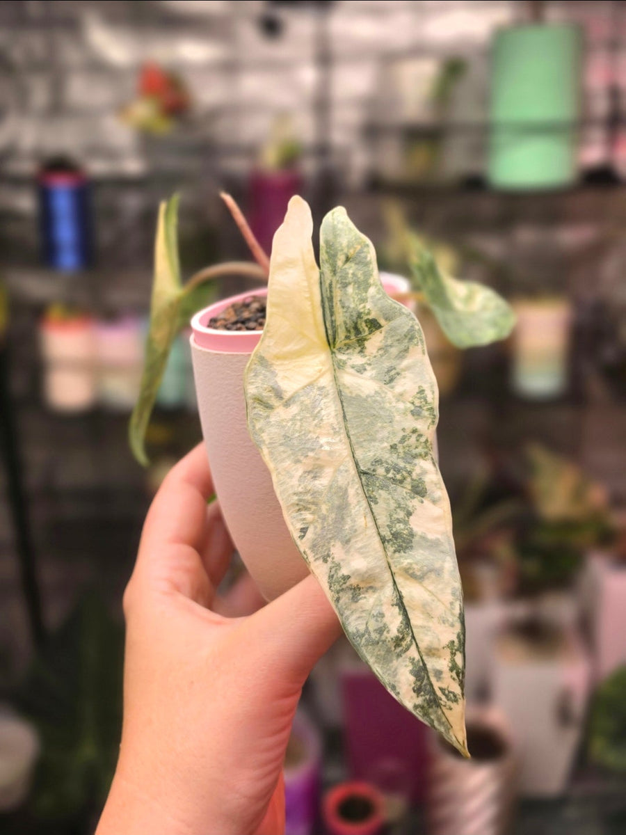 Alocasia Metallic Blue Aurea Corm | Golden Variegated Rare Bulb