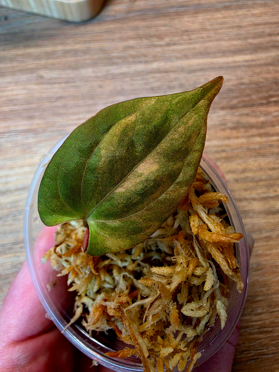 Anthurium 'Guna Yala' × RVDP | High Variegated Clone with Peach Tones